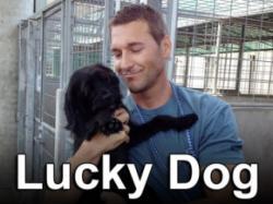 Lucky Dog