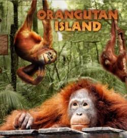 Orangutan Island