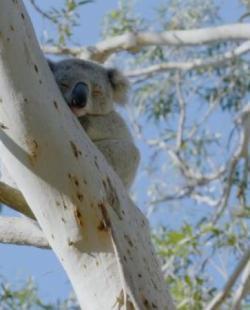 Secret Life of the Koala