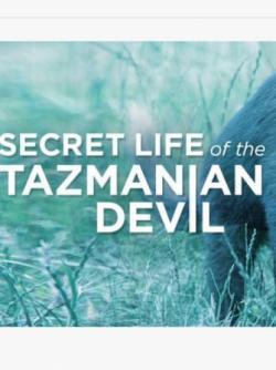 Secret Life of the Tasmanian Devil