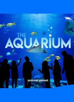 The Aquarium