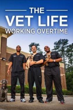 The Vet Life: Working Overtime