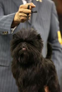 Westminster Kennel Club Dog Show